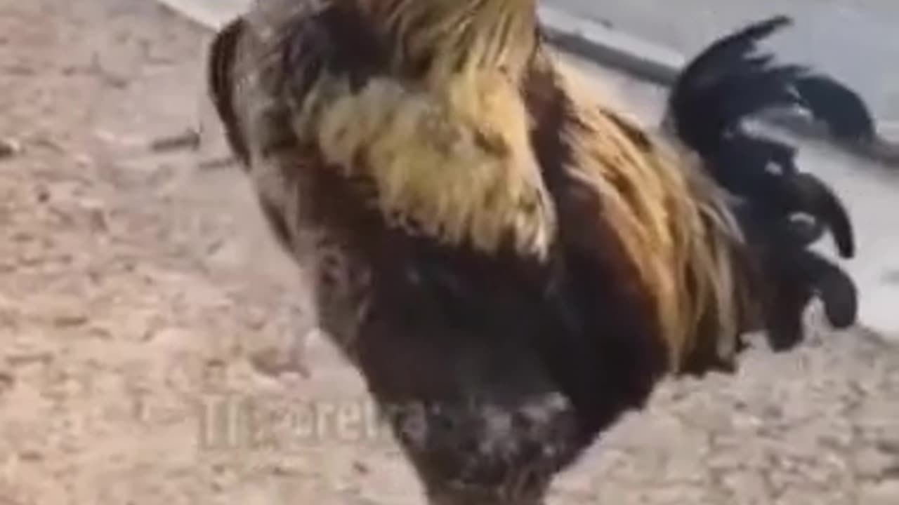 Drunken Rooster 🤣 Funny Fails Compilation
