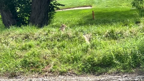 Stumbled upon a family of coyotes