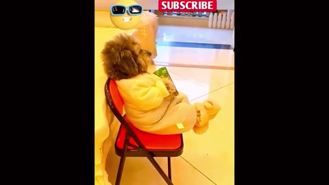 The Funniest "Did My Pet Do That" Moments