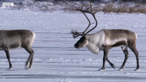 A Winter Wildlife Wonderland BBC Earth