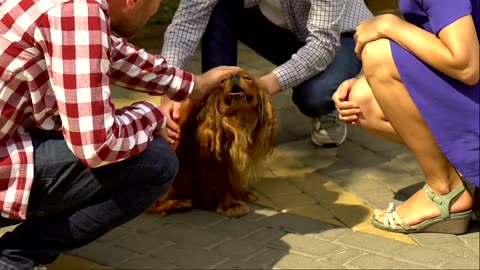 Why Pet Loss Leaves a Silence Nothing Fills!