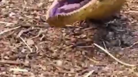 scary animals, creepy animal videos, wild animal encounters, animal attack,