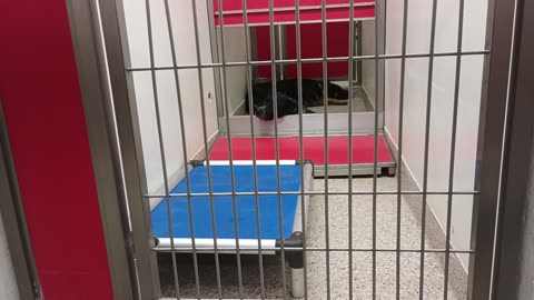 Maximus-front 3y A865059 Lilly 7y A868104 kennel 107 PACC shelter_20250611_218