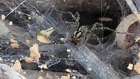 Cool Funnel Weaver Spider action caught on Video Tape.