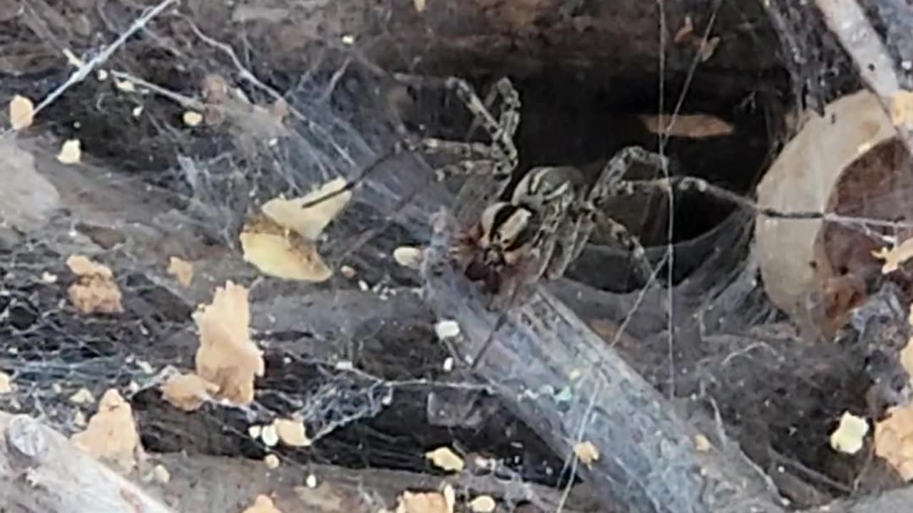 Cool Funnel Weaver Spider action caught on Video Tape.