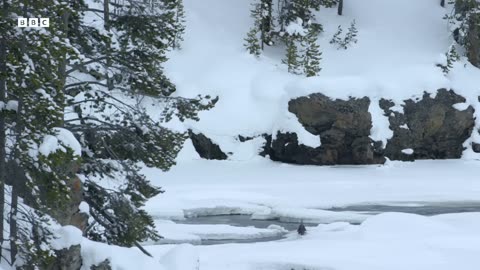 ‎Otters vs Bald Eagles in a High-Stakes Hunt | Great American Thaw | BBC Earth