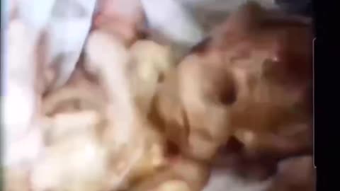 Tiger Baby Chimera - Evidence of Genetic Experimentation from the DUMBs