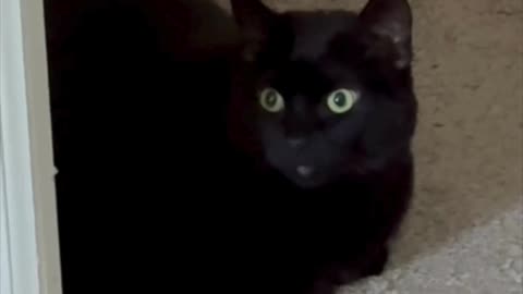 Cute Precious Piper is Very Efficient - My Adopted Shelter Cat Vlog. #shorts