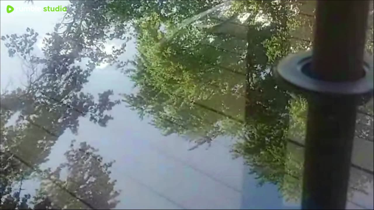 guinea pigs Labor Day weekend