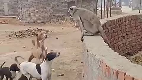 funny video 😄 monkey and dog #comedy #funny #treading #viral #ytshorts
