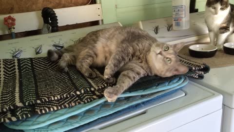 The Cat that Loves Horse Smells