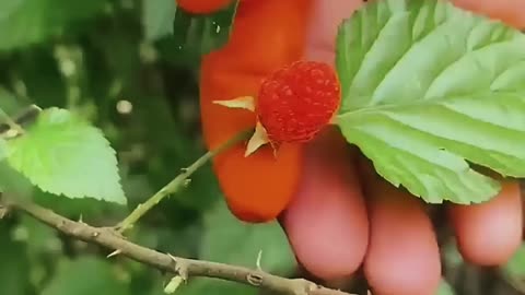 Silicone Thumb Knife & Finger Protector | Ultimate Garden Harvesting Tool 🌱🔪