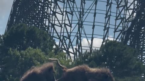 Two Monkeys Spotted on Six Flags Roller Coaster