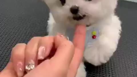 Whose little puppy is so fierce? Bichon Frise with flying ears, Bichon Frise, Korean style, smal