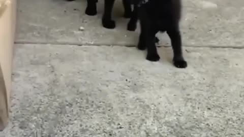 Mother cat protects kitten