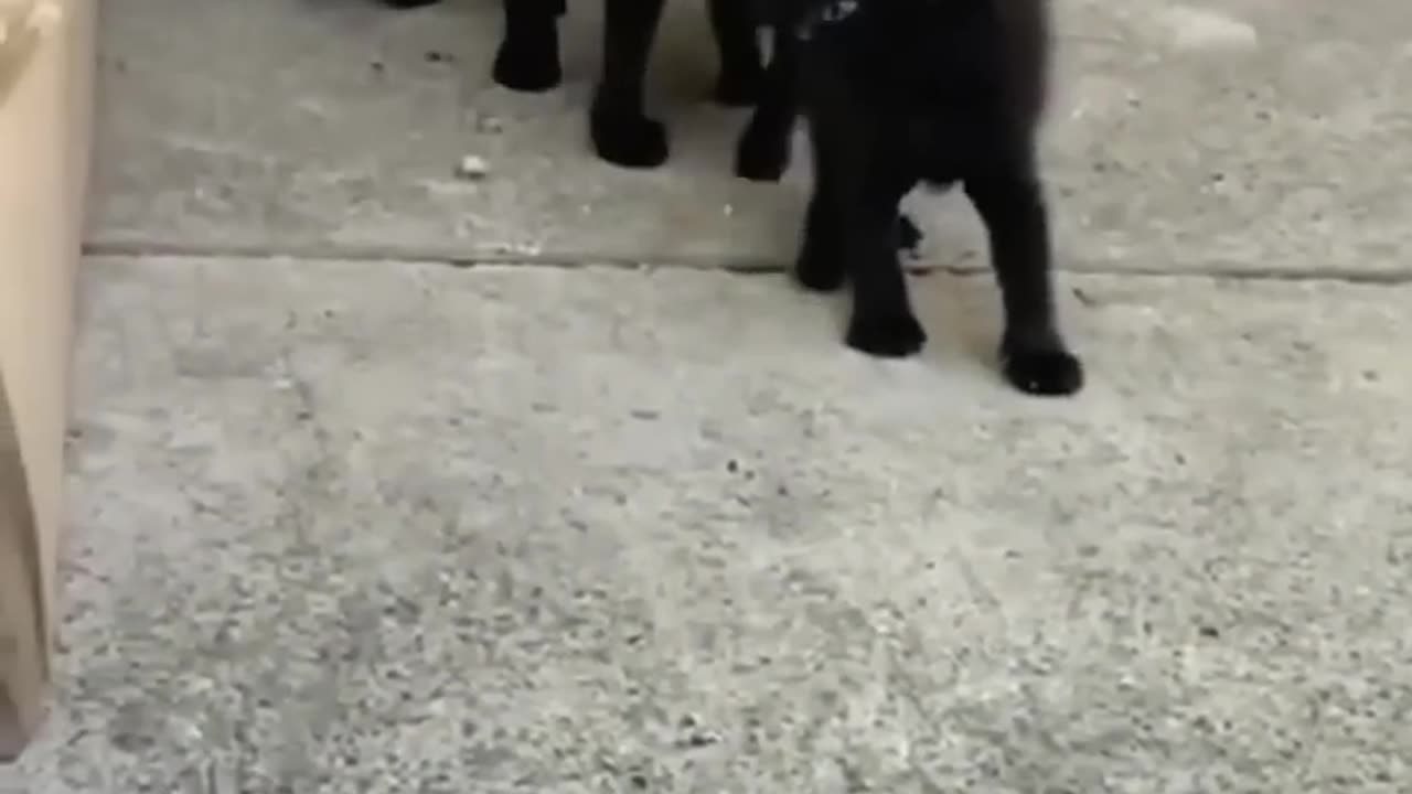 Mother cat protects kitten