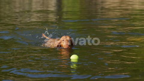 Dog Swimming for Ball