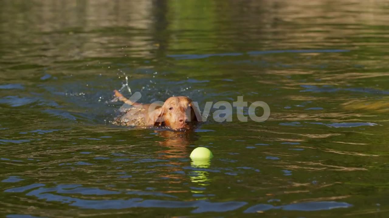 Dog Swimming for Ball