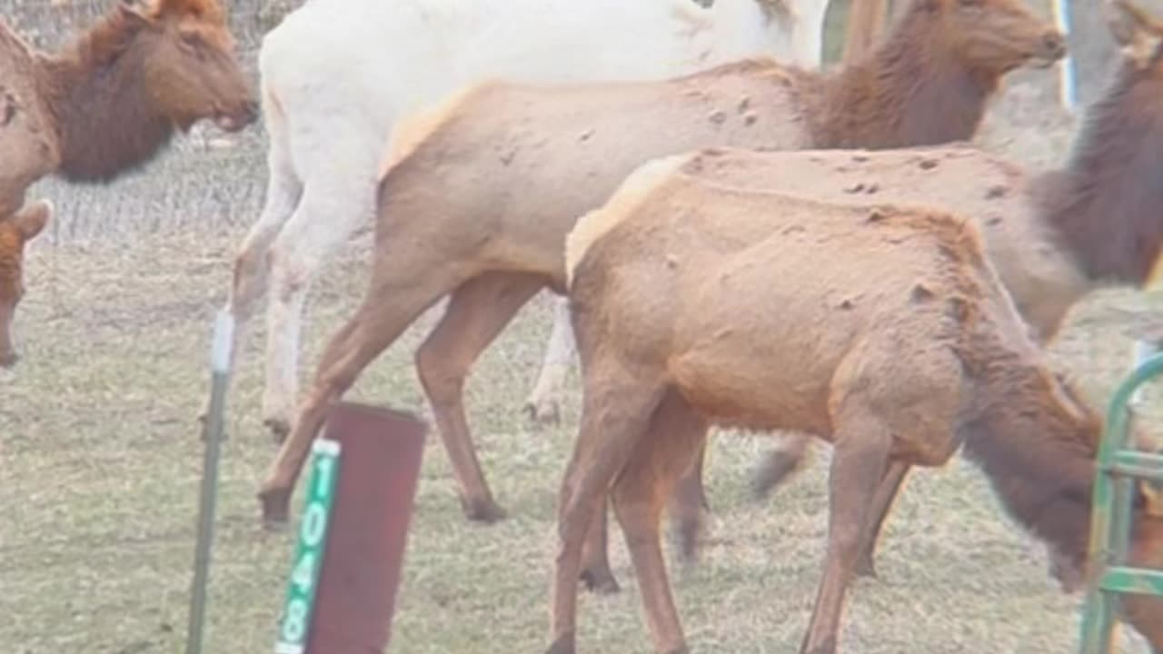 A White Elk?