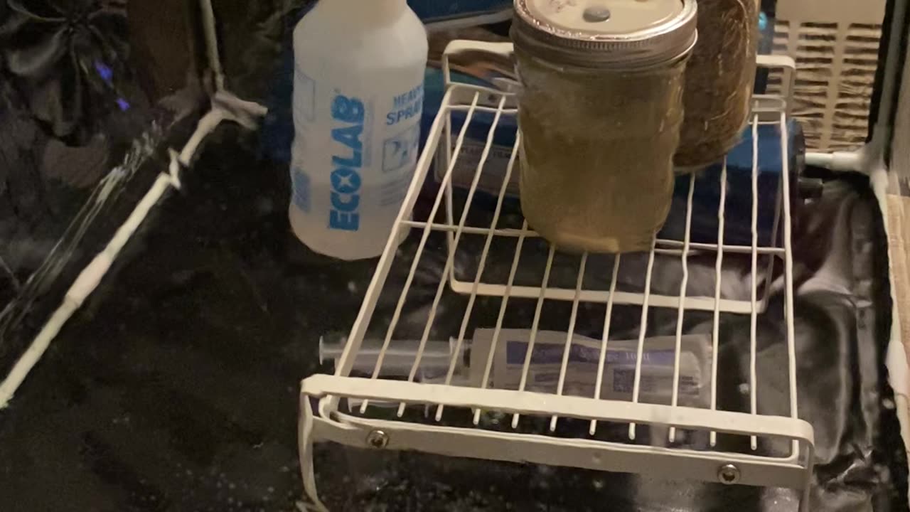 No Edits, Just Fungi - Wild SoCal Oyster Grain Inoculation in SAB!