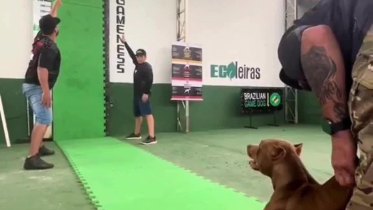 When your trained dog jumps 4 meters! 🐾✨ Talk about skill and trust! #DogTraining