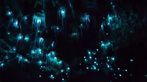 Waitomo glowworm caves New Zealand
