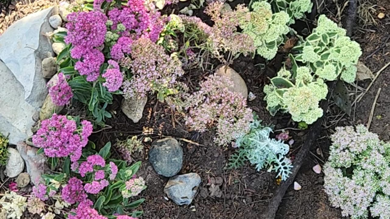 Get with the program and start a Sedum colony today!