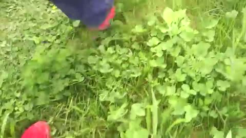 Adidas Climacool walk through flowery meadow - Male Content