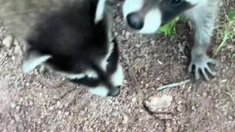 baby raccoons
