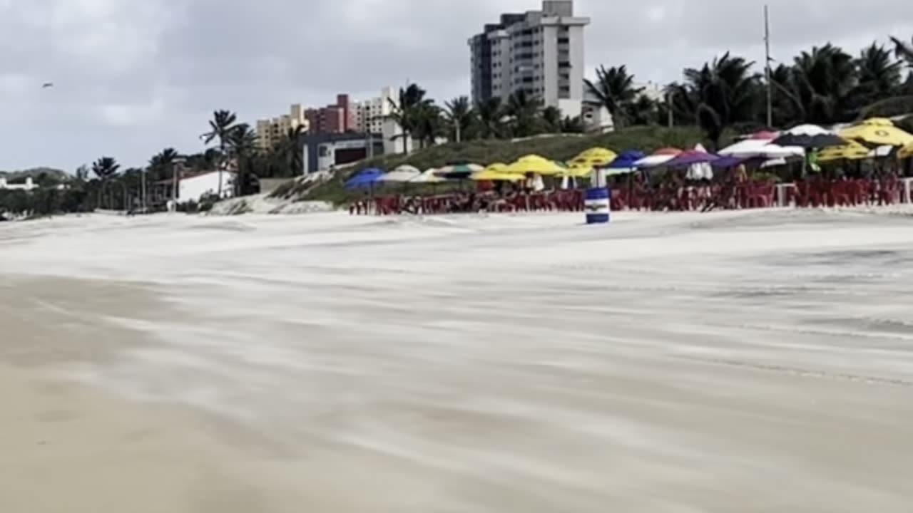 🇧🇷 The world’s LARGEST cashew tree is at this beach! 🏖️