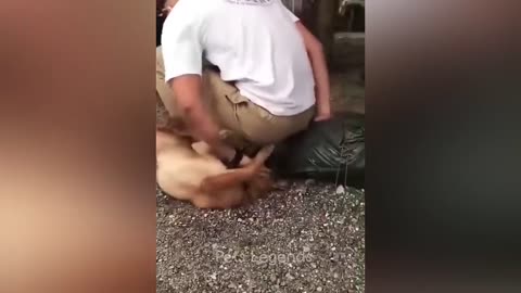 Funny cats dogs animals