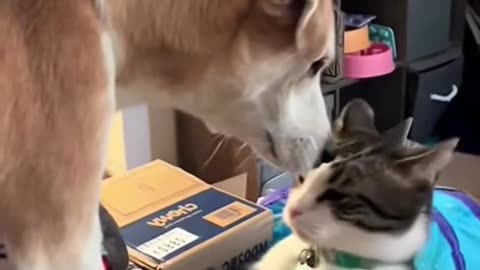 Dog's and Cats comedy Videos 🤣 so cute videos 😍