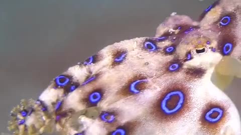 This octopus, known as the blue ring, carries enough venom to kill 26 adult humans