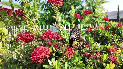 Top 10 Things To Do In Key West, Florida | Beaches, Sunsets & Key Lime Pie Guide In 4K