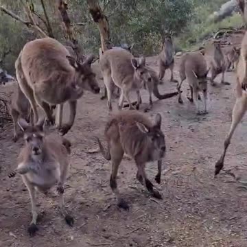 Only in Australia 🇦🇺 | beautiful kangaroos 🦘