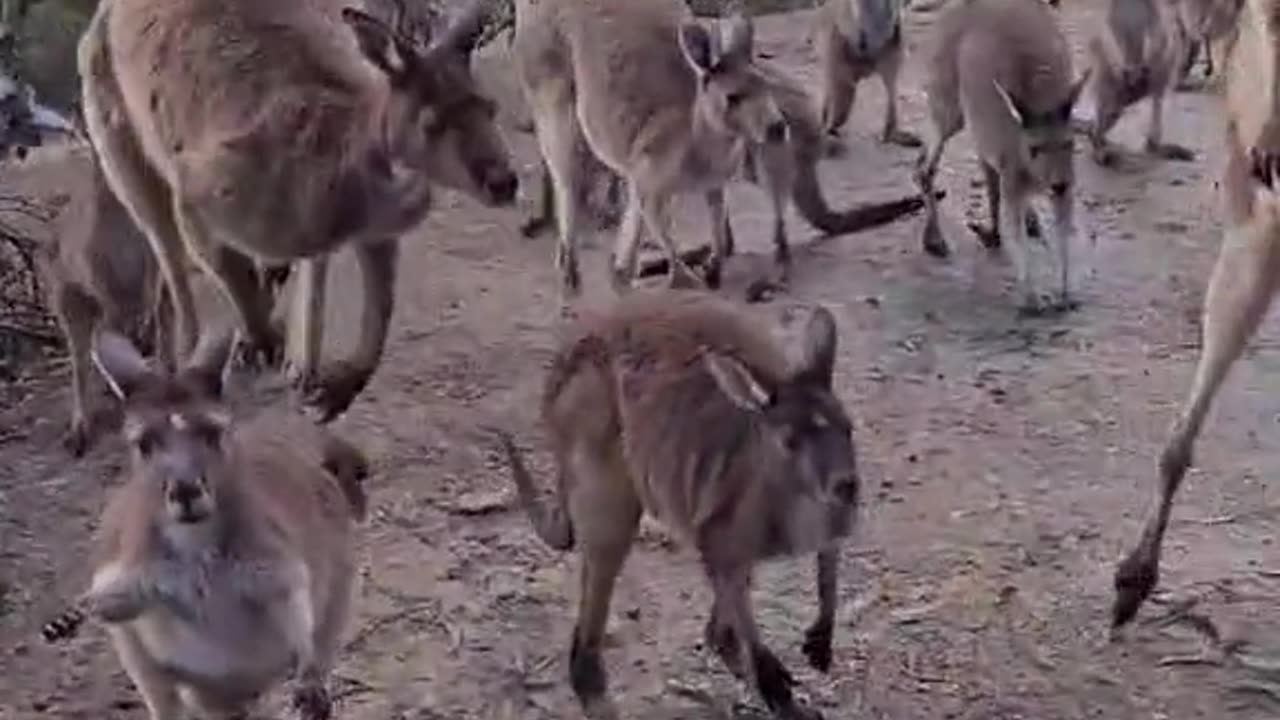 Only in Australia 🇦🇺 | beautiful kangaroos 🦘