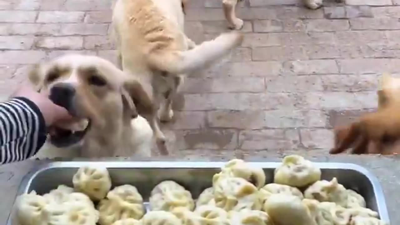 I can't stop watching this