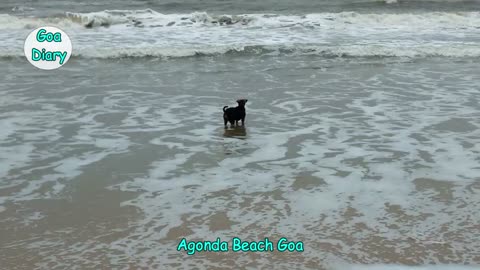 Dog Bathing in Sea- Agonda Beach Goa