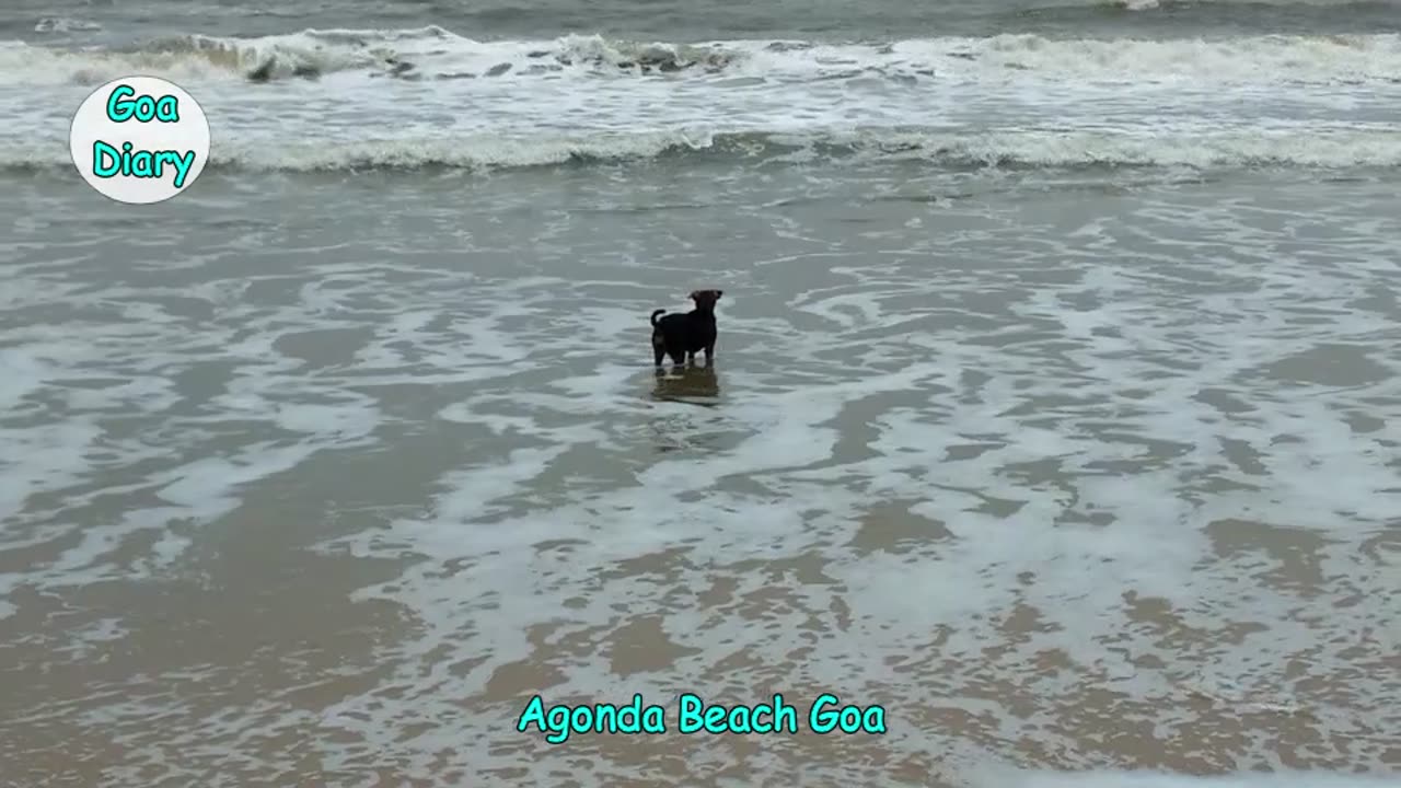Dog Bathing in Sea- Agonda Beach Goa