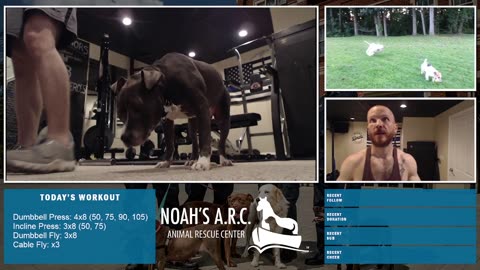 Gym Session w/Hank-a-Tank [HAPPY Week 20!] - Chest Day // Animal Rescue Stream :)