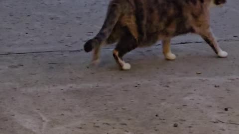 Miss Kitty.