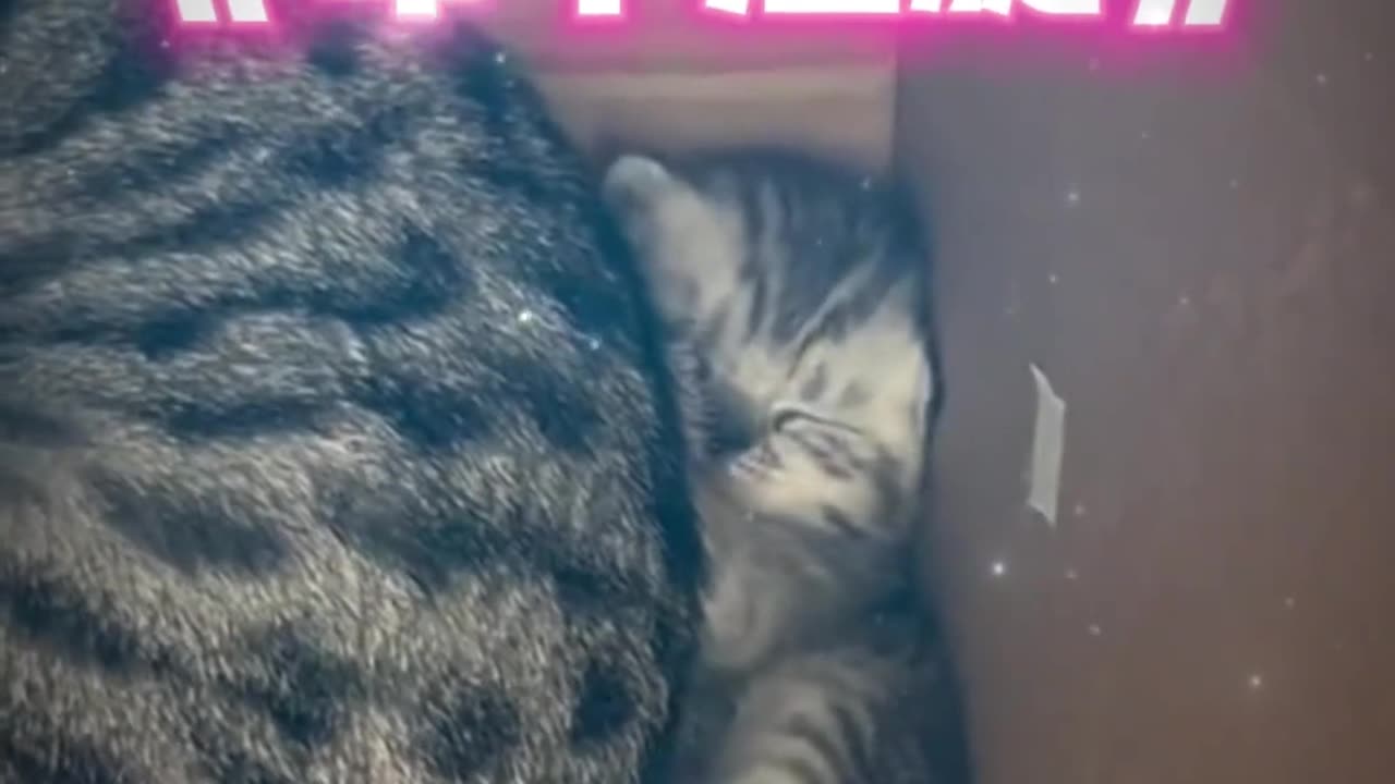 May there be no big butts in heaven. (Source: @All Cats) #Niu Hulu Anshu #Funny Dubbing #Pets