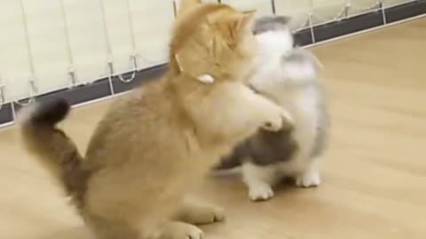 Cute Cats Funny Videos