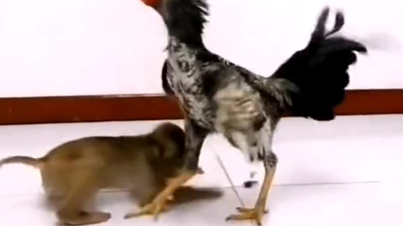 naughty monkey