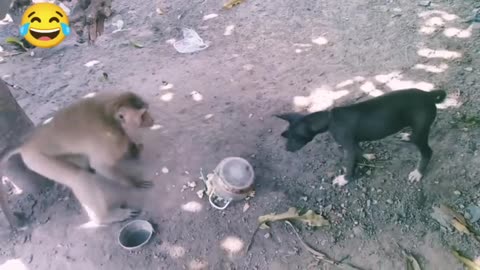 funny animals fight