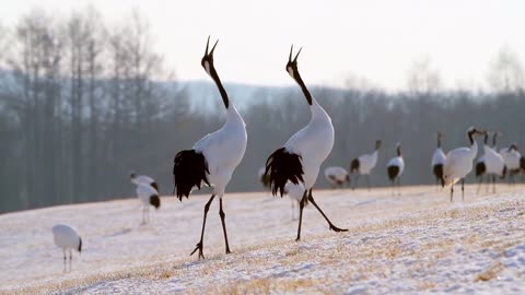 Creation Proves That Jehovas Wants Us To Rejoice Fascinating Animals