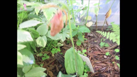 Beauty In Soft Pink Pink Lady Slipper May 2024