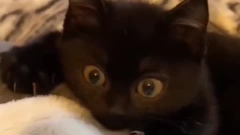 Beautiful black kitten