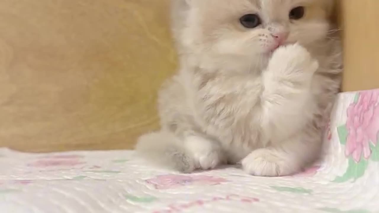 😻✨ Meet the Cutest Little Cat! Tiny, Adorable, and Full of Charm! 🥰💖