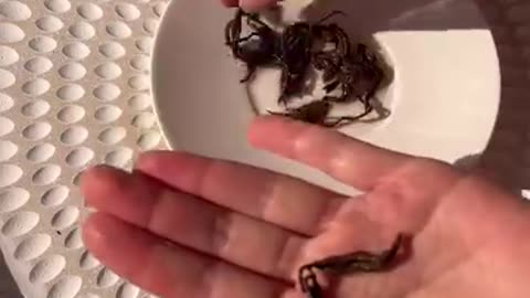 🍯 Tea Review: Golden Monkey Yunnan Black Tea 🐒